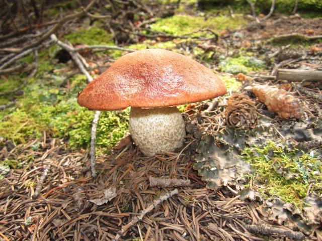 загадка про грибы