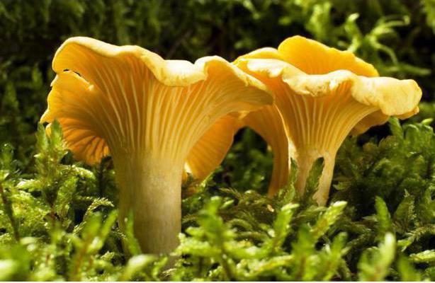 загадки про грибы с ответами