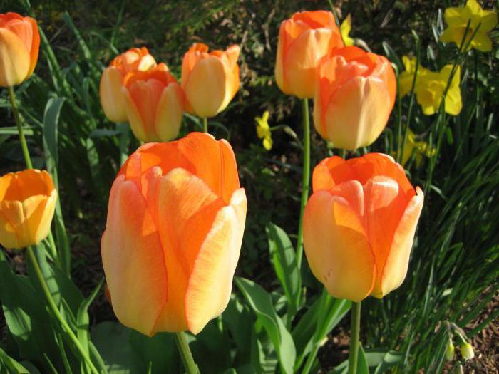 описание сортов тюльпанов