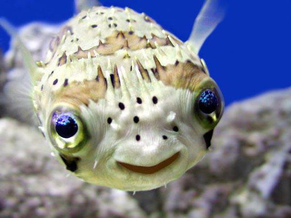Как спят рыбы в море. Как спят рыбы в воде: особенности строения органов зрения