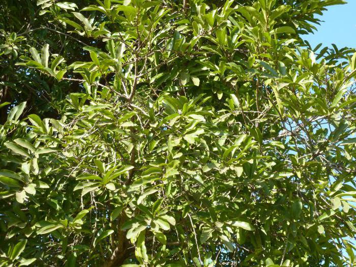 Эбеновое дерево – уникальные свойства, использование, фото, видео