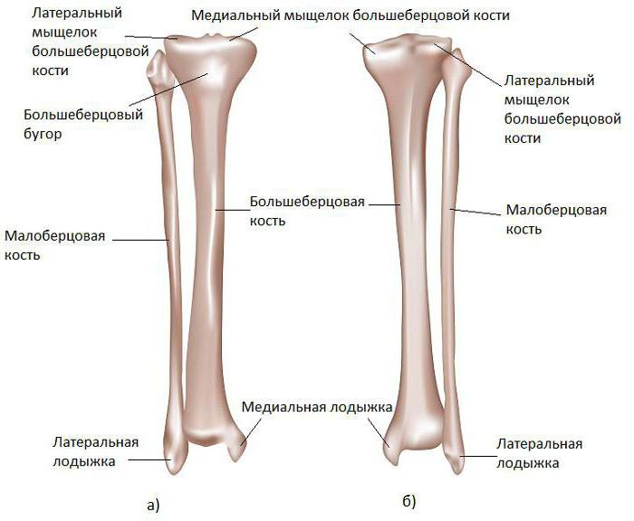 связки большеберцовой кости