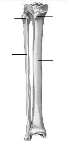 большеберцовая кость