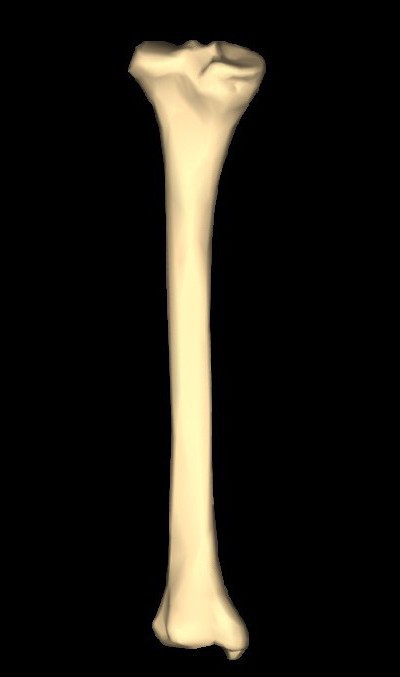 большеберцовая кость анатомия 
