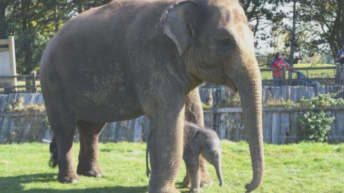Сколько времени длится беременность у слонов