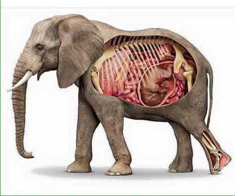 Беременность у слона