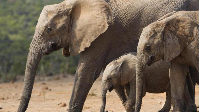 Сколько месяцев длится беременность у слона