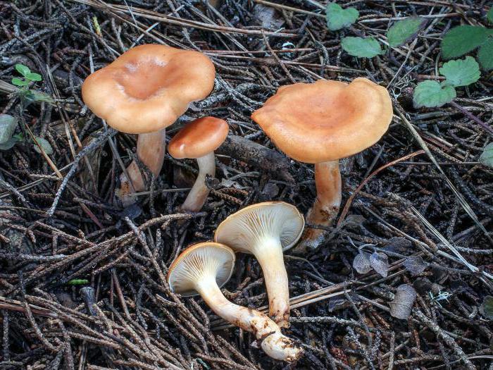 говорушки грибы фото и описание