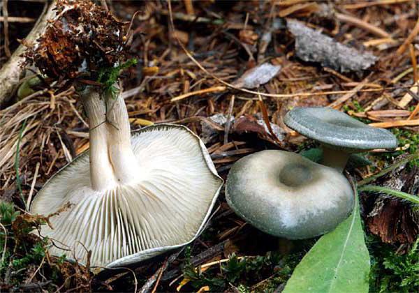 съедобные грибы говорушка 