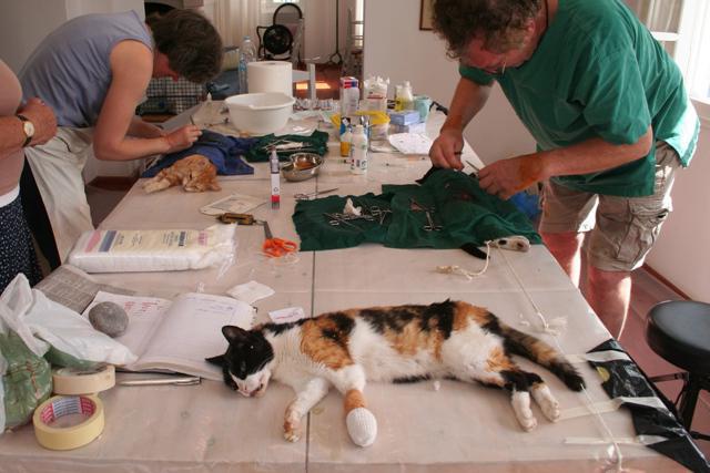 плюсы стерилизации кошек