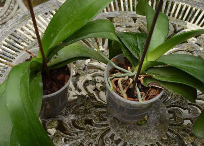 как спасти орхидею без корня