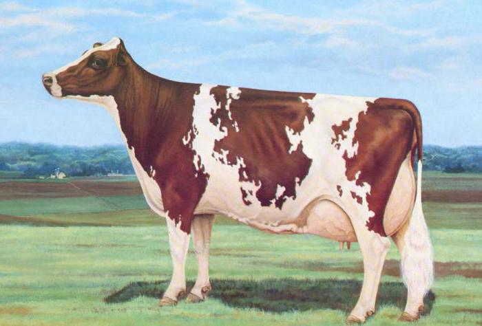 молочная порода коров айрширская