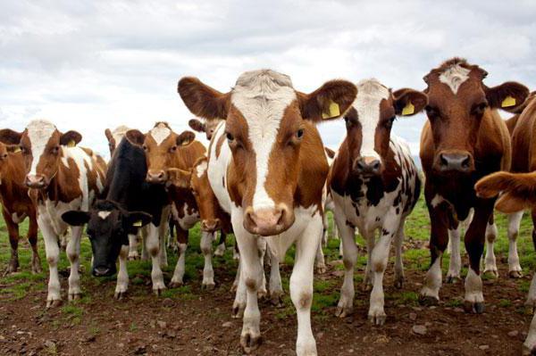 Айрширская порода коров – описание, характеристики, отзывы