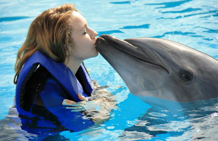 Сколько лет живут дельфины