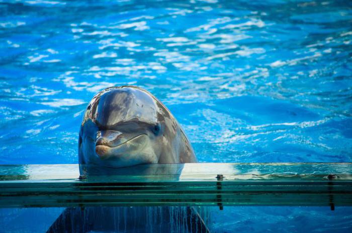 Сколько лет живут дельфины в неволе
