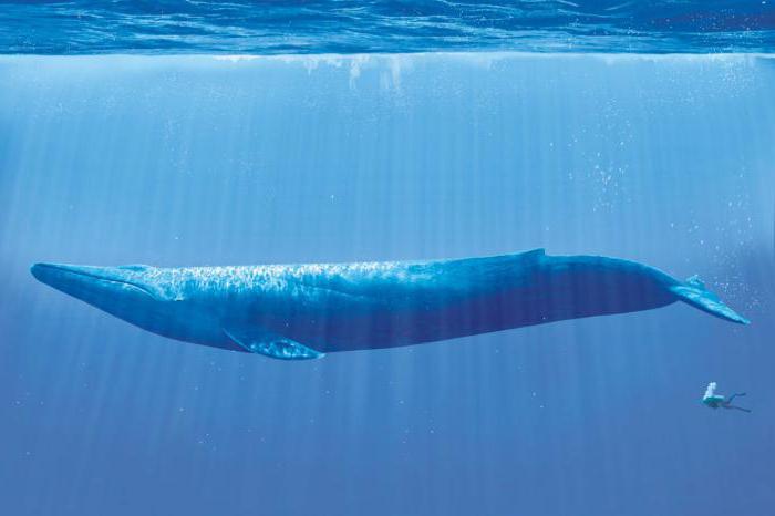 описание кита