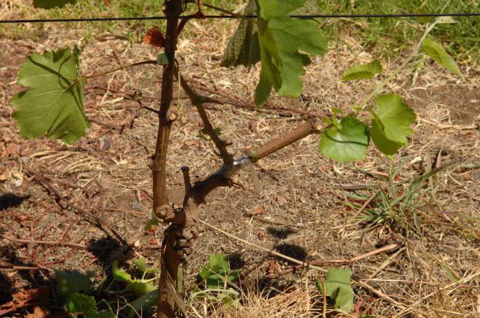 Лучшие сорта винограда молдавии: посадка и уход