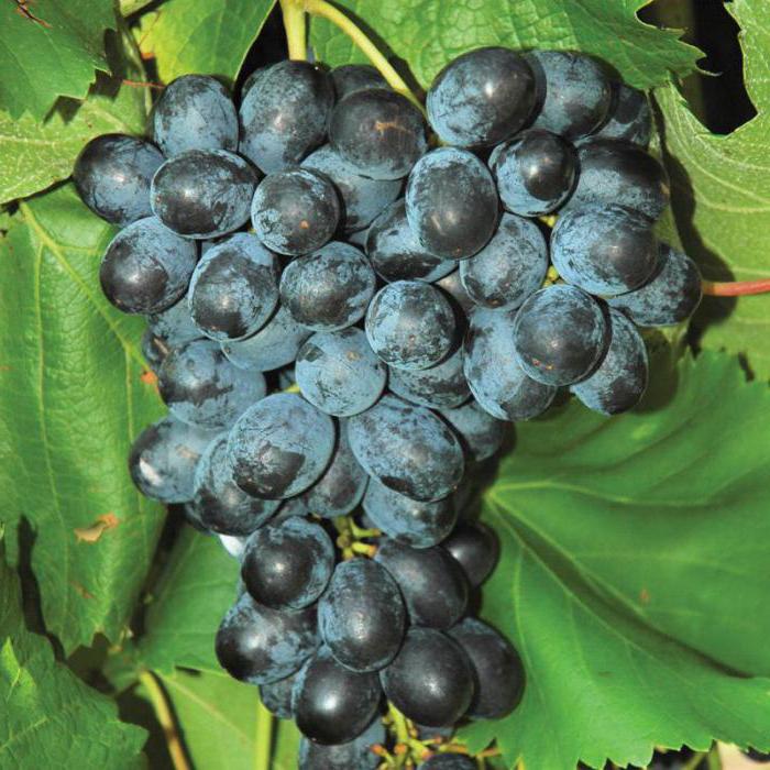 Виноград Молдова: описание сорта, характеристики, фото, отзывы, правила выращивания и ухода