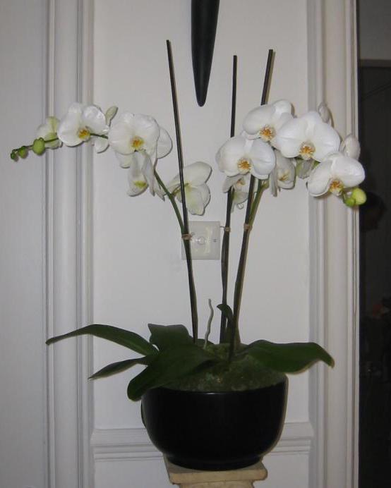 орхидея фаленопсис белая