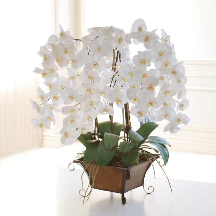 белая орхидея мелкая 