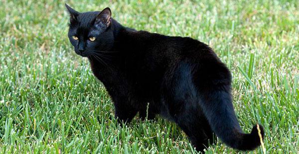какой породы черные кошки 