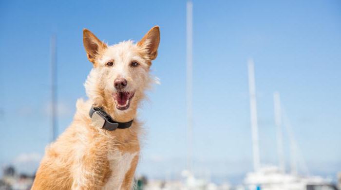 Как работает GPS трекер для собак?