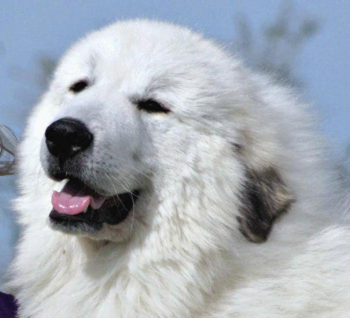 Описание породы Пиренейская горная собака с отзывами владельцев и фото