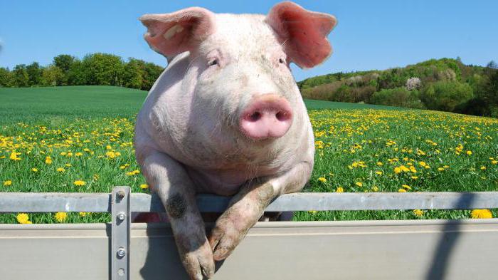 измерение живого веса свиней
