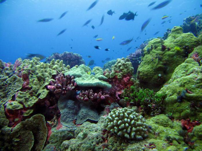 Описание органического мира Тихого океана