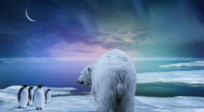 Почему белый медведь не ест пингвинов