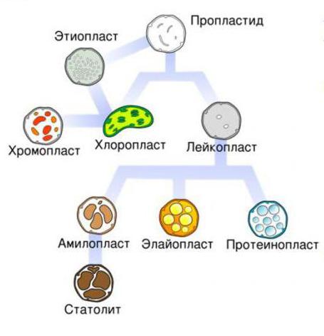 Какую функцию выполняют лейкопласты?