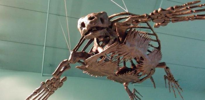 Скелет черепахи сухопутной