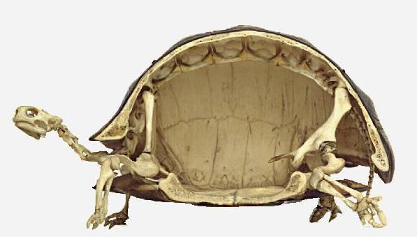 Скелет черепах