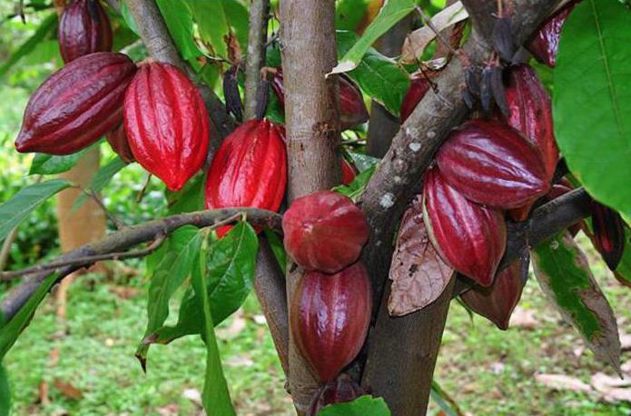 Как выращивать какао бобы в домашних условиях?