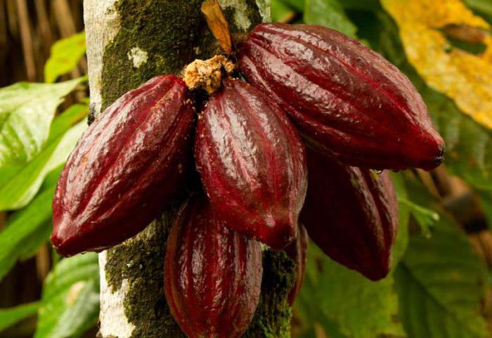 дерево какао