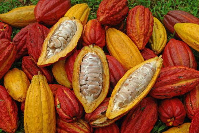 какао дерево фото