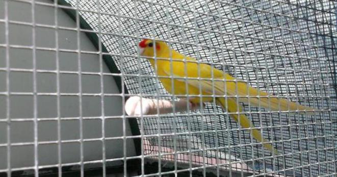 попугай какарик умеют ли разговаривать
