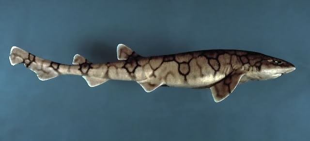 обыкновенная кошачья акула