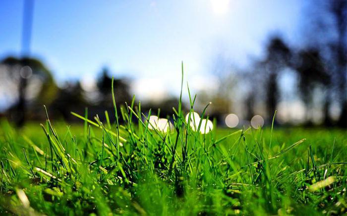 к чему снится зеленая трава