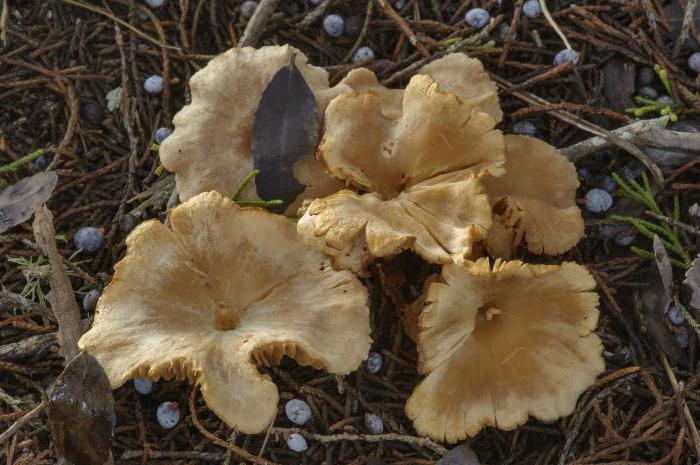 Какой гриб образует микоризу