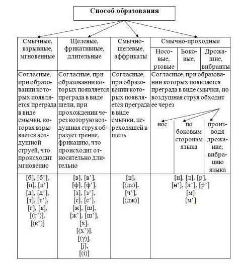 виды фонем 