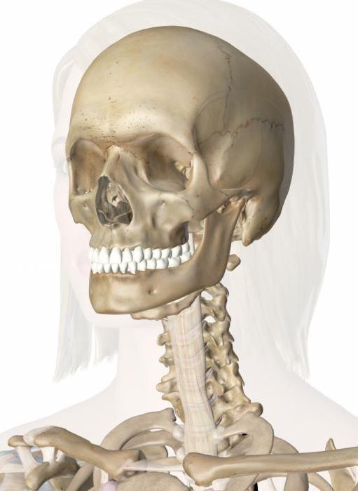 череп соединение костей черепа виды соединения