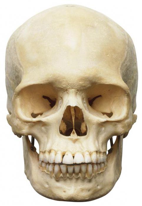 соединение костей черепа швы 