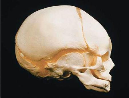 тип соединения костей черепа 