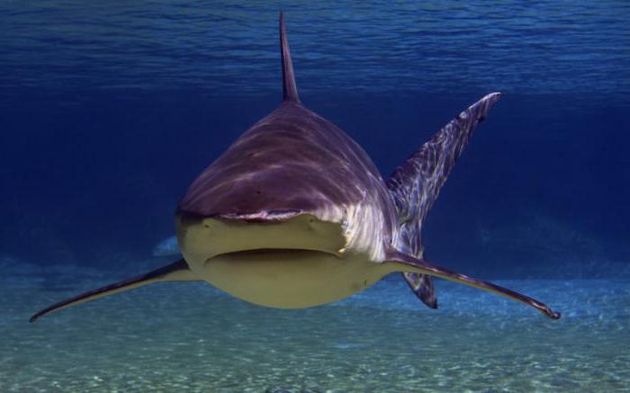 акула тупорылая