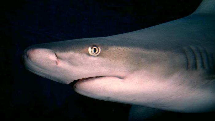 серая бычья акула