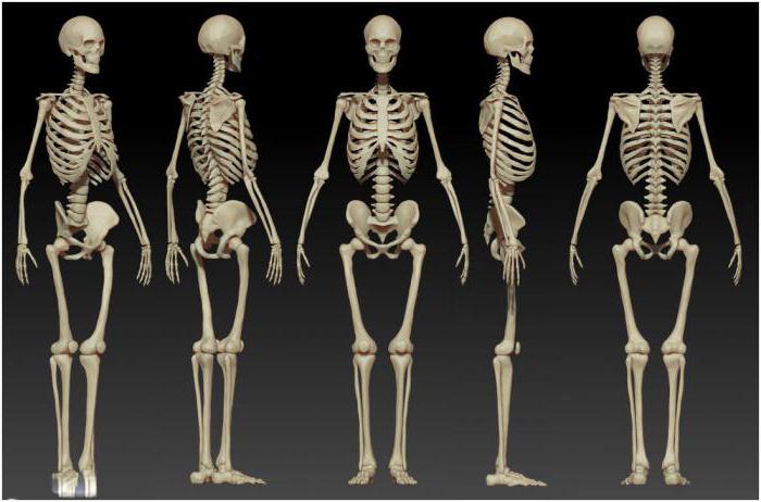 рост костей в толщину происходит за счет