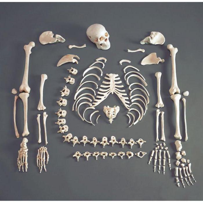 источники роста кости в длину и толщину 
