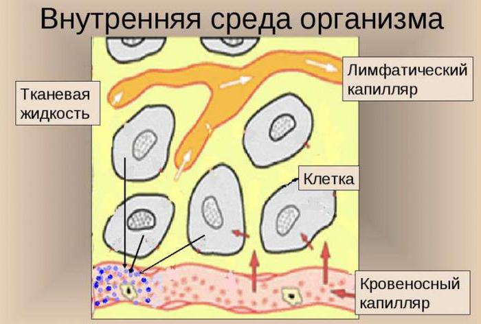 как образуется тканевая жидкость и лимфа