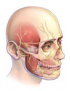 тройничный нерв схема 